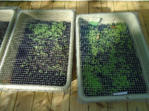 Greens in grow boxes