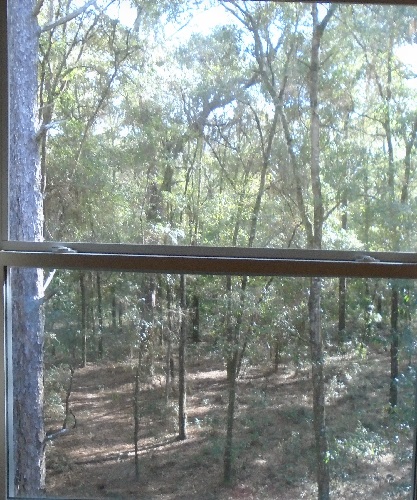 View from back window