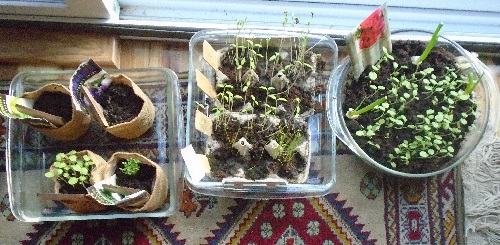 Herbal sprouts