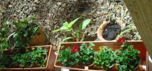 Geraniums in planter box