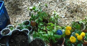Veggies planted in yogurt containers
