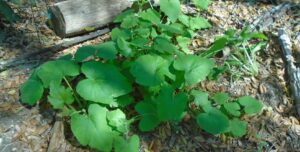 Volunteer squash plants