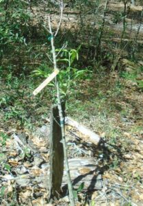 Florida peach tree