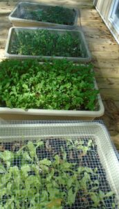 Greens in grow boxes
