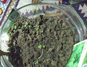 Geranium sprouts