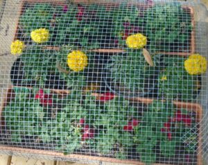 Geraniums and marigolds protected from squirrels