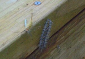 Yellow and gray fir tussock moths