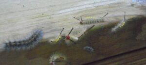 Caterpillar invasion