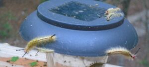 Fir tussock moths on solar deck light