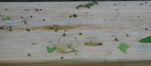 Fir tussock moth eating oak leaves