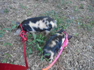 Piggies looking for acorns