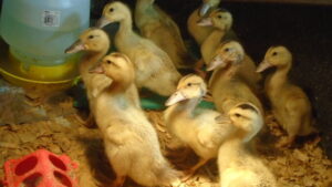 10 ducks at water