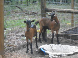 Both goats by pool