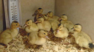Duckings in shower brooder