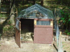 Shed and fencing for pigs