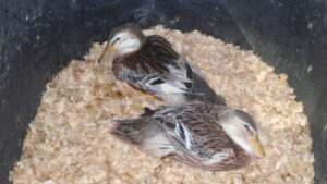 Recovering ducks
