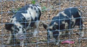 Thelma and Louise at the fence