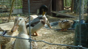 ducks in pond area