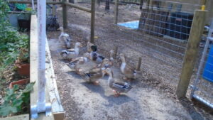 duck patrol at gate