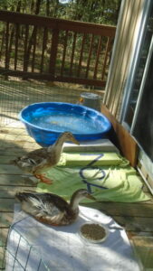 ducks improving on deck