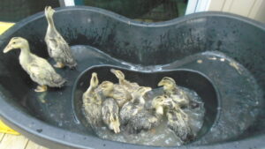 ducklings in the pond