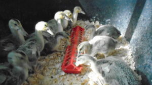 ducklings in the tub on the deck