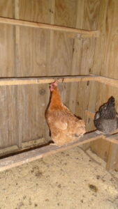 Chickens in coop