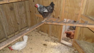 Chickens roosting