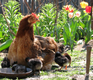 livestock