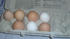 Sampling of our chicken eggs