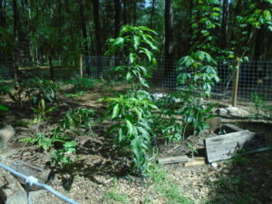 Fruit tree and edible plants