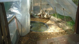 One end of greenhouse at duck pond