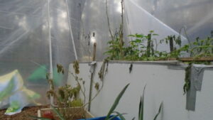 Greenhouse after freeze