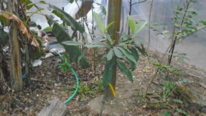 Loquats and bananas after freeze