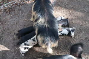 Thelma and first piglets