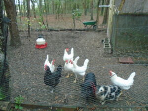Sowless piglets with chickens