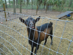 Curly, our buck inside the fence