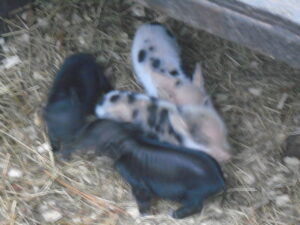 New piglets Dec. 2023