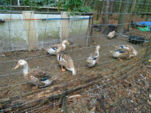 Flock of ducks at end of 2023