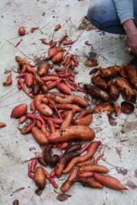 First sweet potato harvest