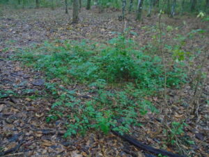 Volunteer tomato patch