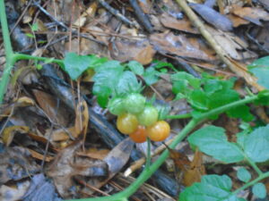 Everglades tomatoes